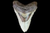 Fossil Megalodon Tooth - North Carolina #75518-1
